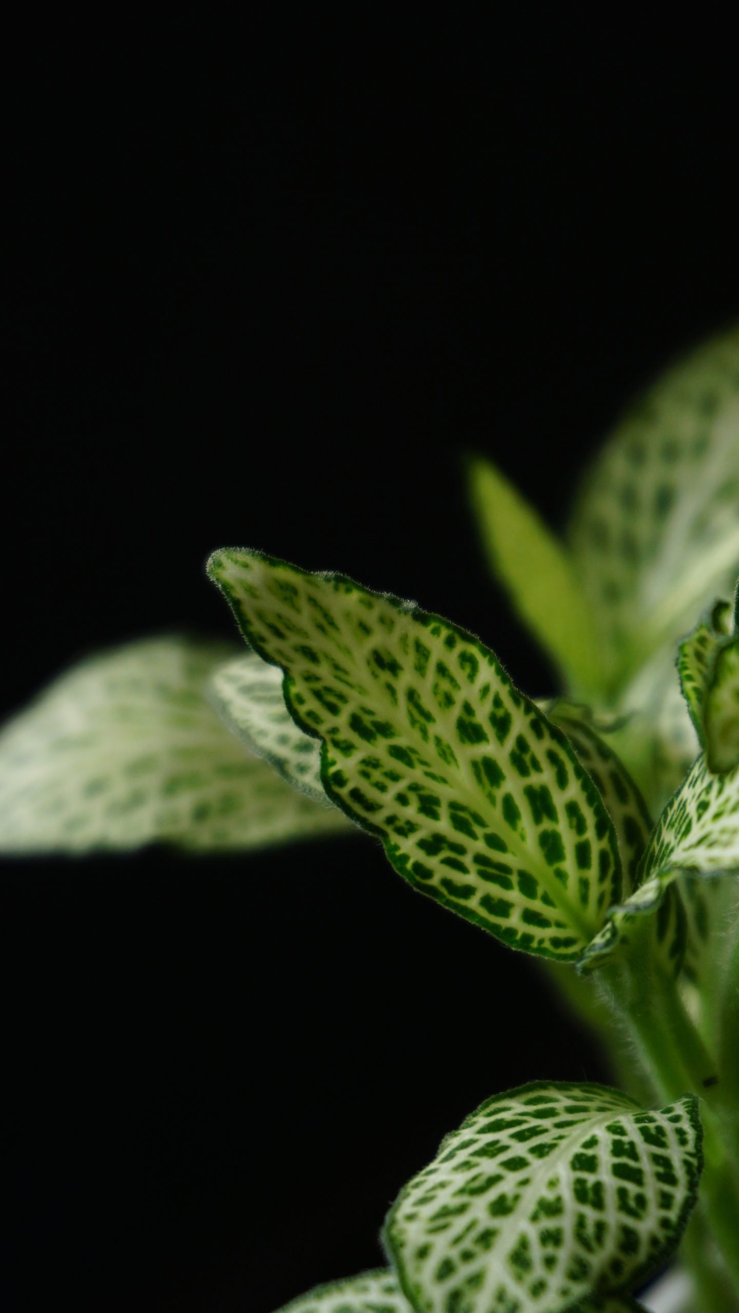 A nerve plant with green leaves shown