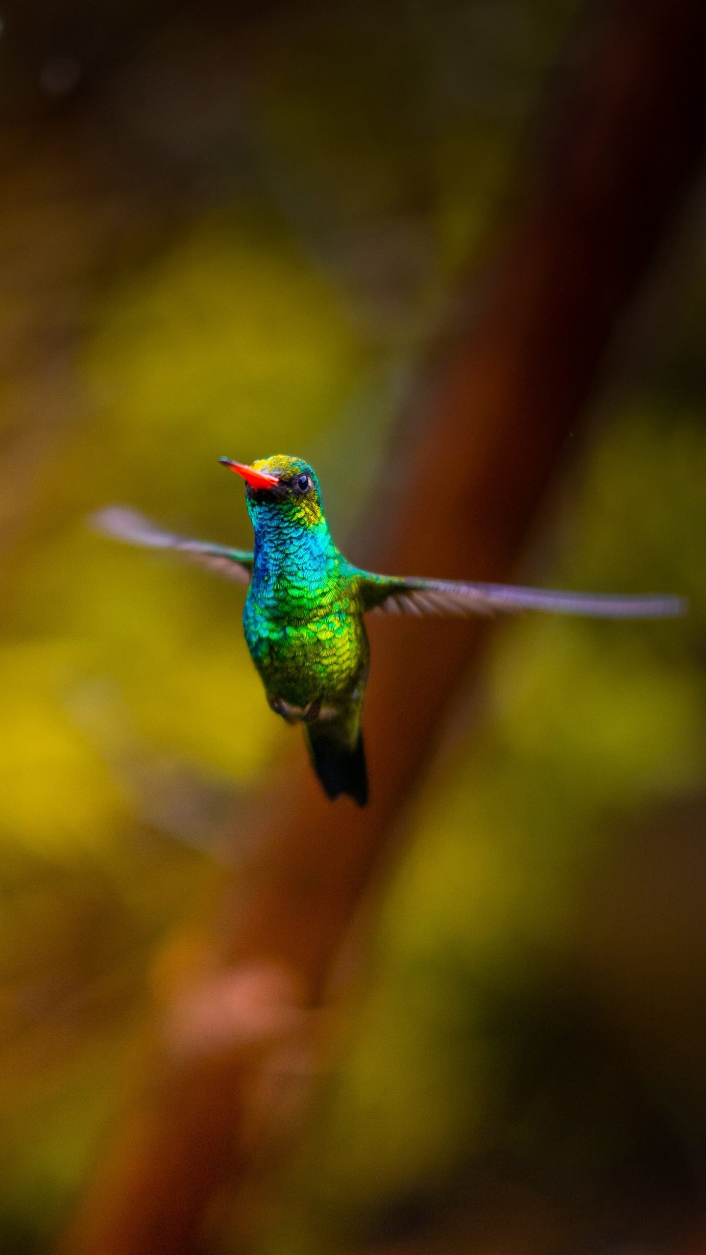 A hummingbird taking flight
