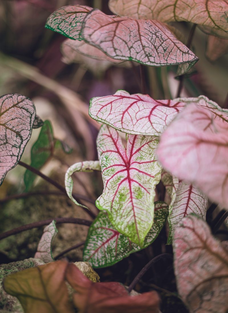 Plants with pinkish laves shown