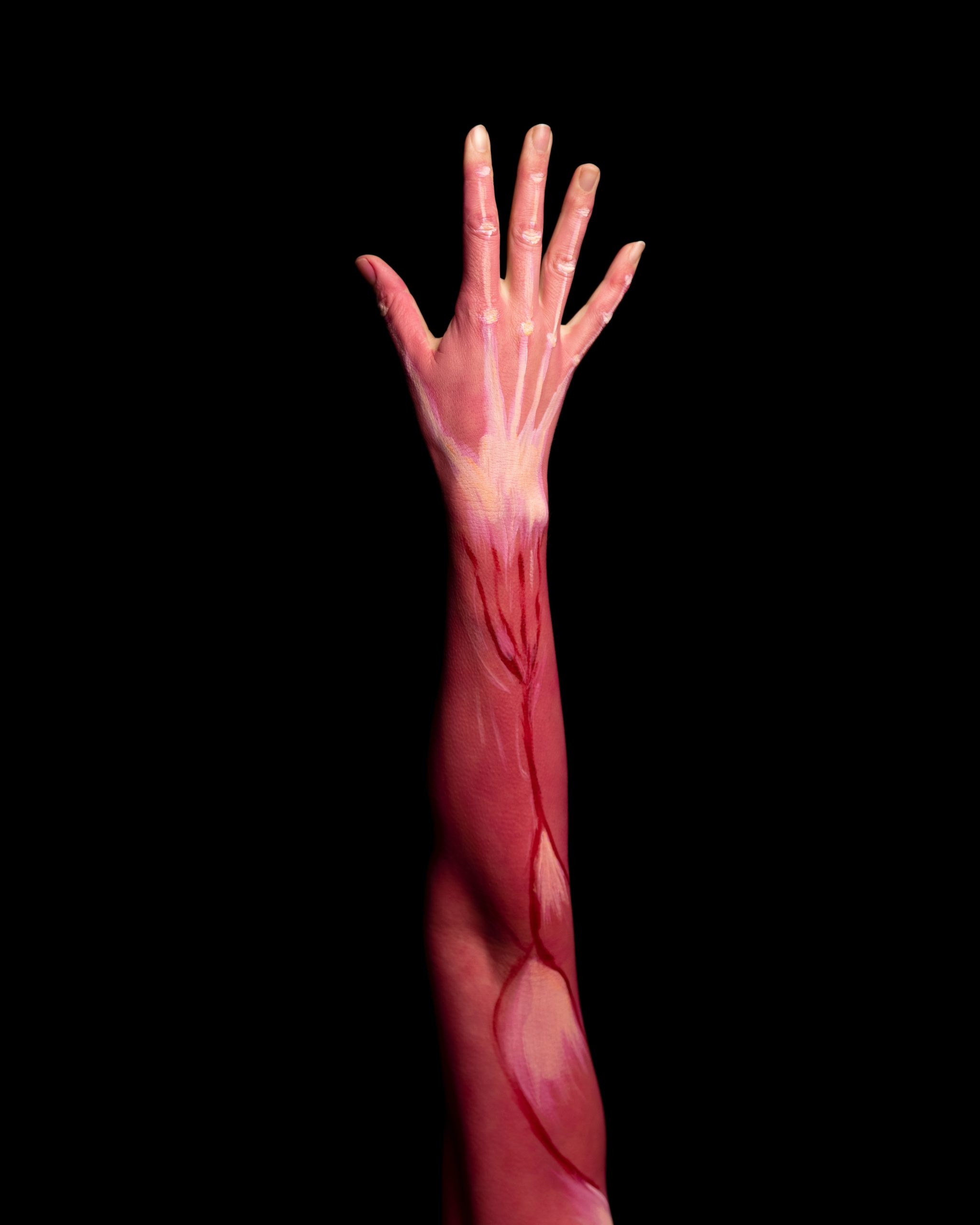 Structure of muscles in an arm