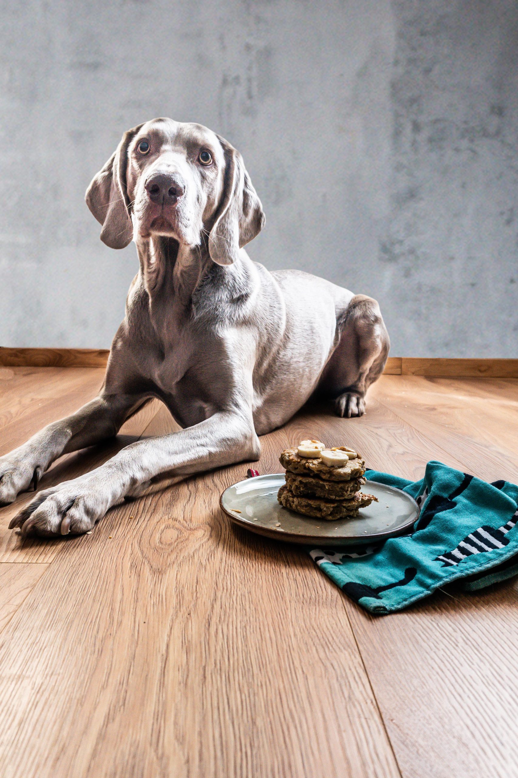 Weimaraner with My Dog's Birthday Breakfast Pancakes looking at the camera holder