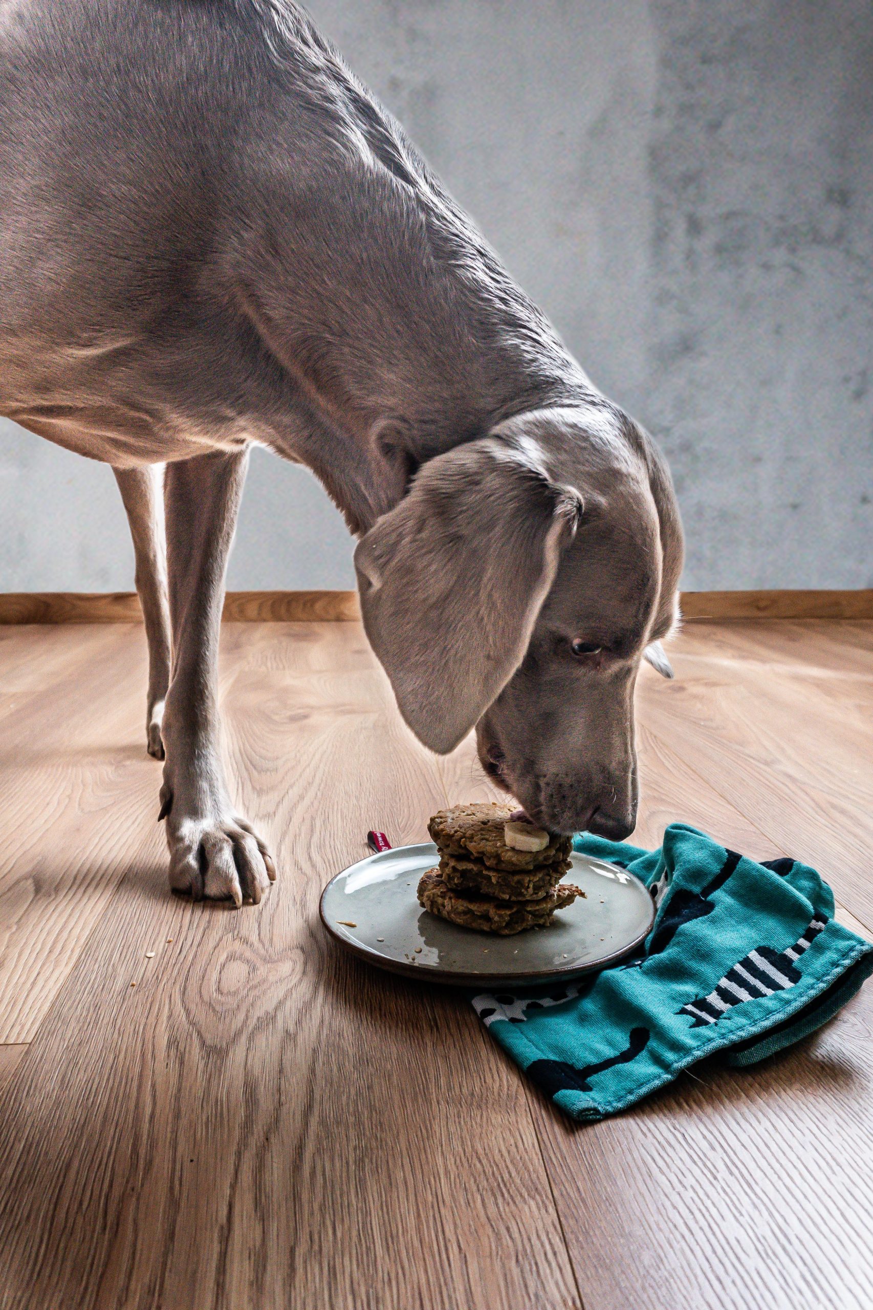 Weimaraner with My Dog's Birthday Breakfast Pancakes eating them