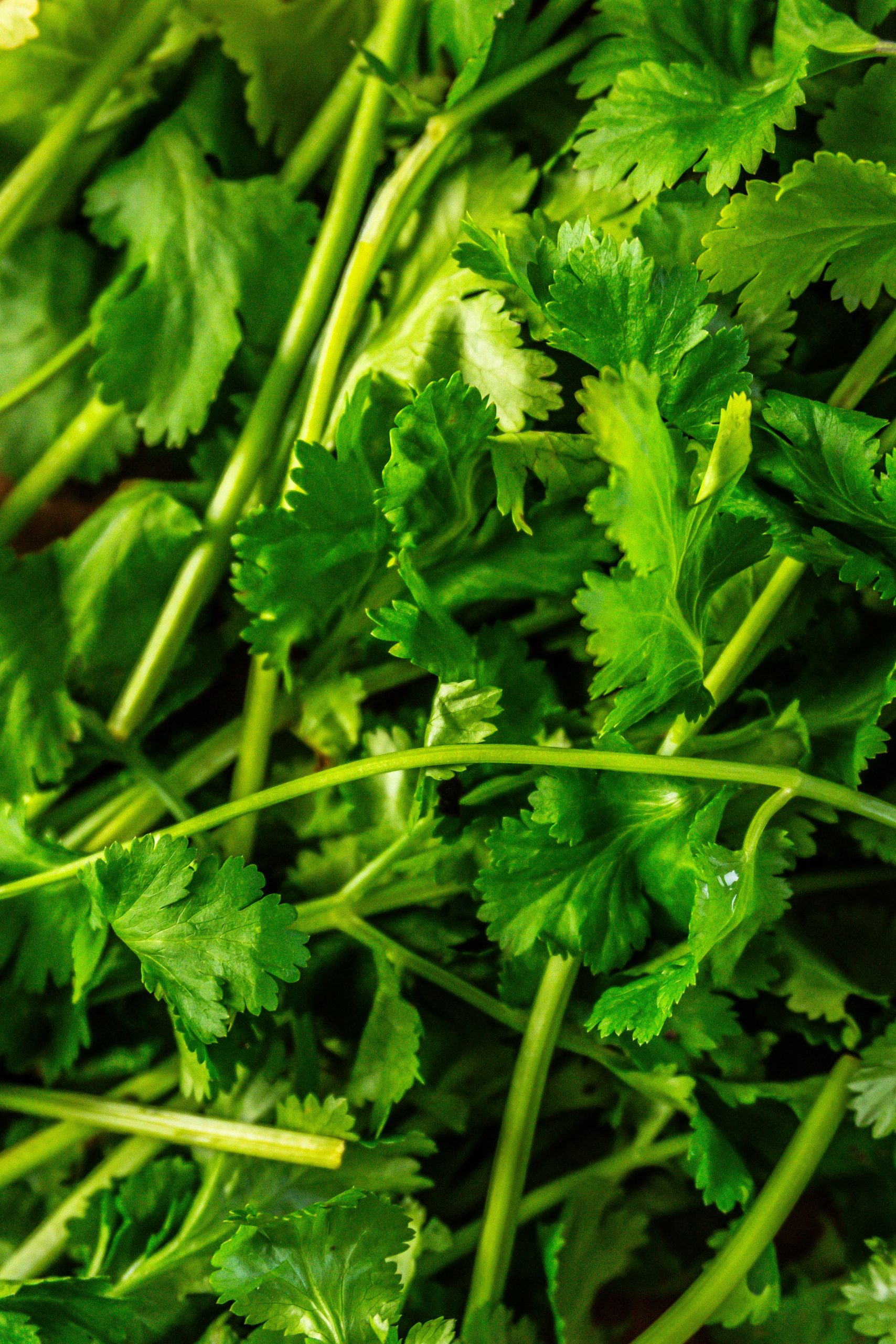 Cilantro visible in the whole picture